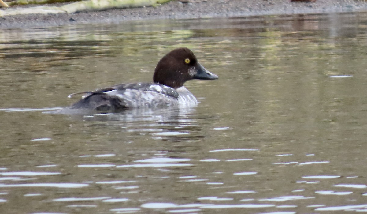 Common Goldeneye - ML647453696
