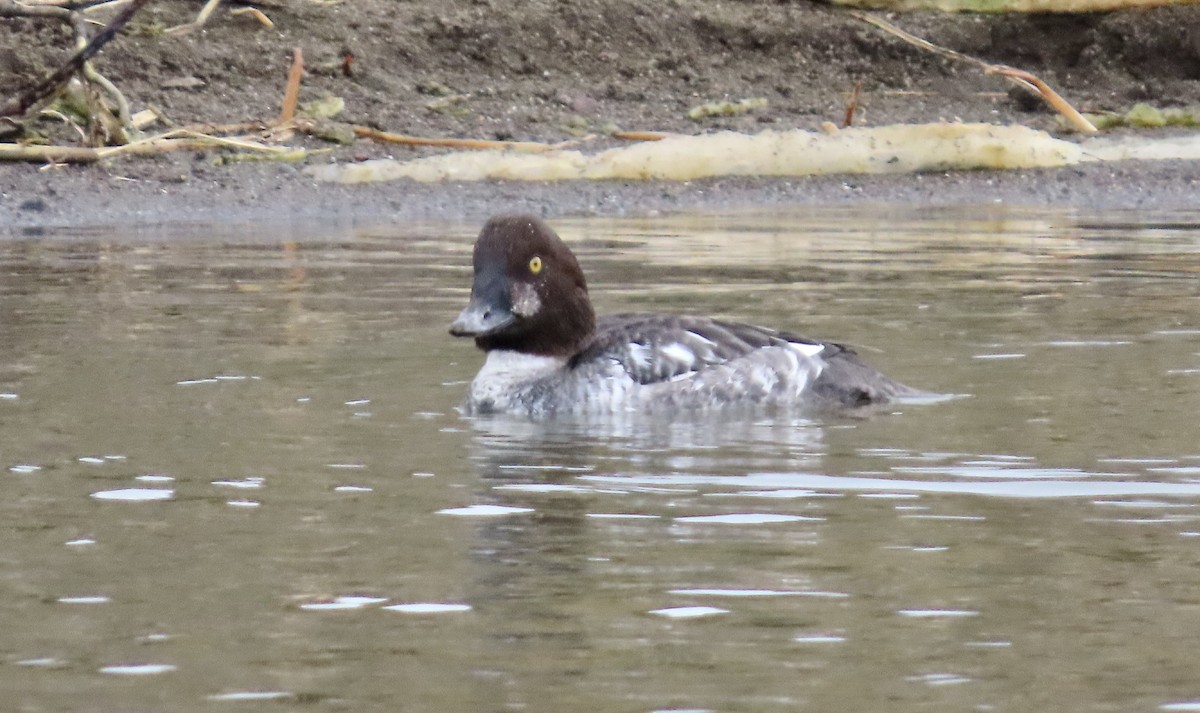 Common Goldeneye - ML647453698
