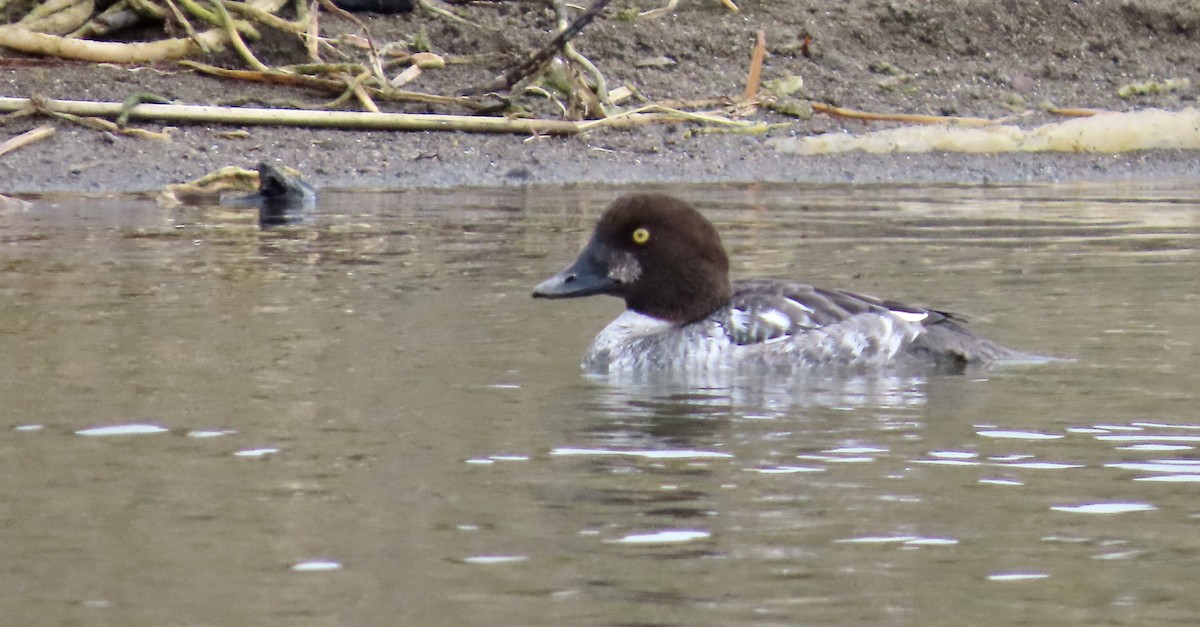 Common Goldeneye - ML647453699
