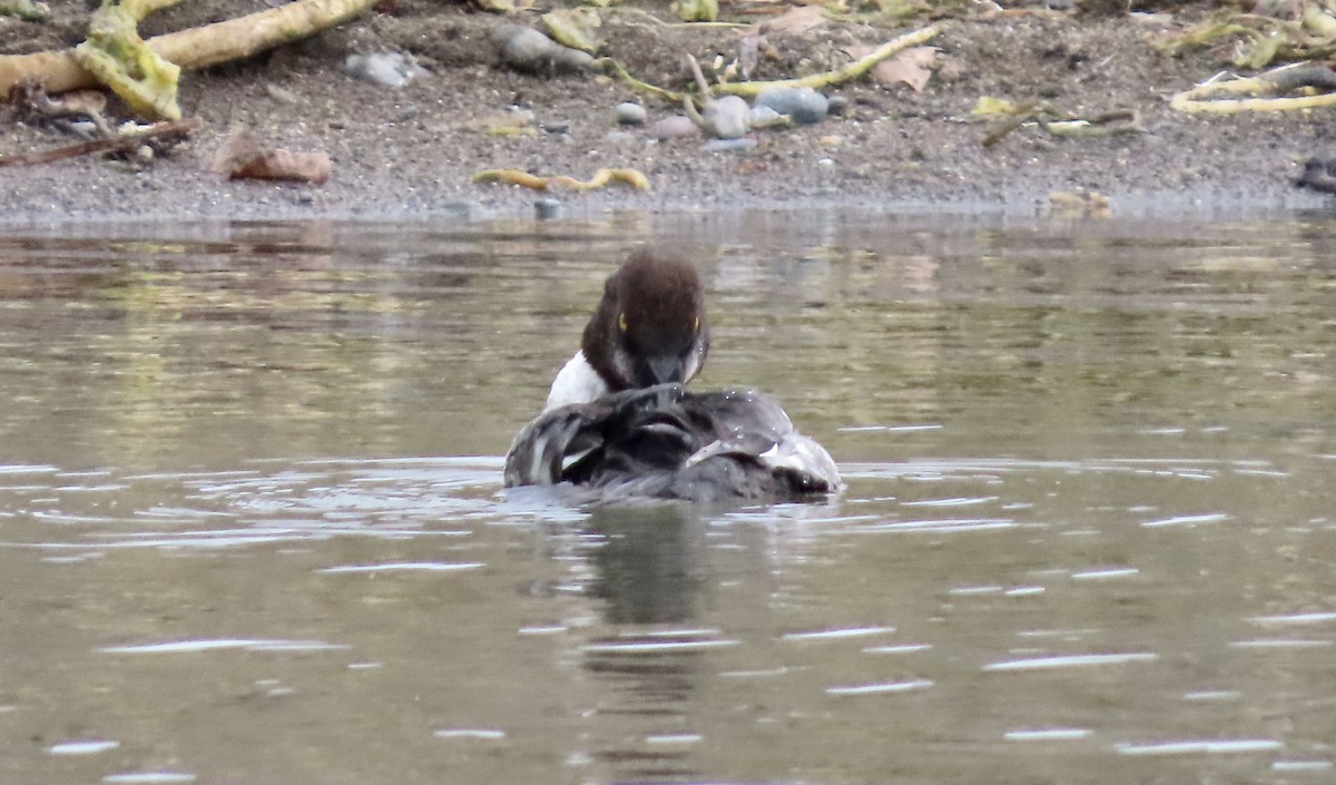 Common Goldeneye - ML647453700