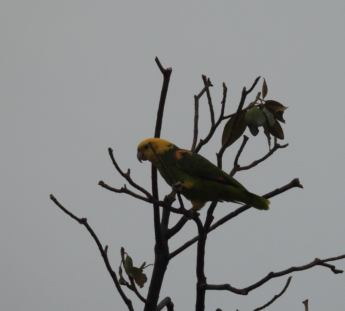 Yellow-headed Amazon - ML647453702
