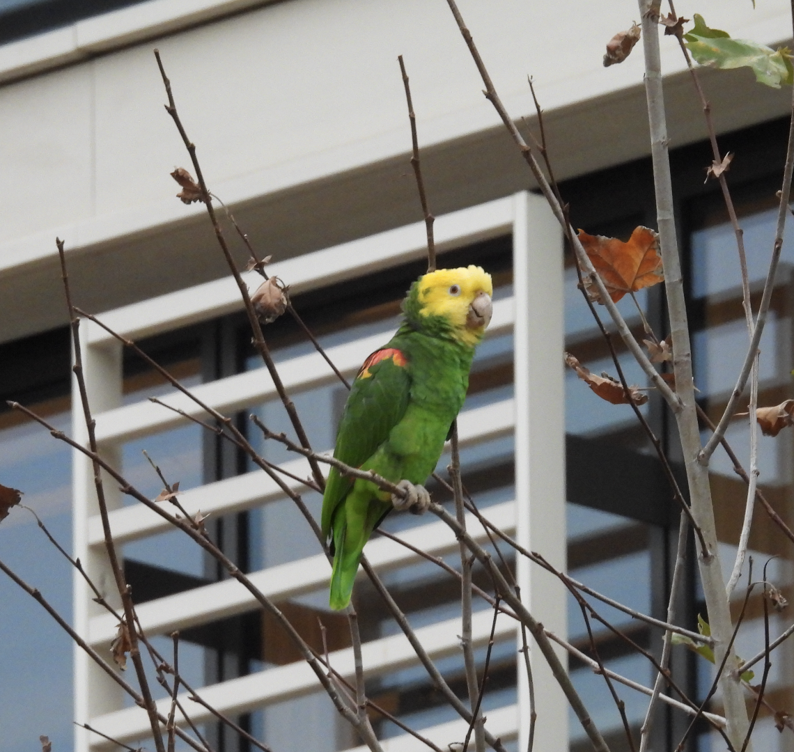 Yellow-headed Amazon - ML647453703