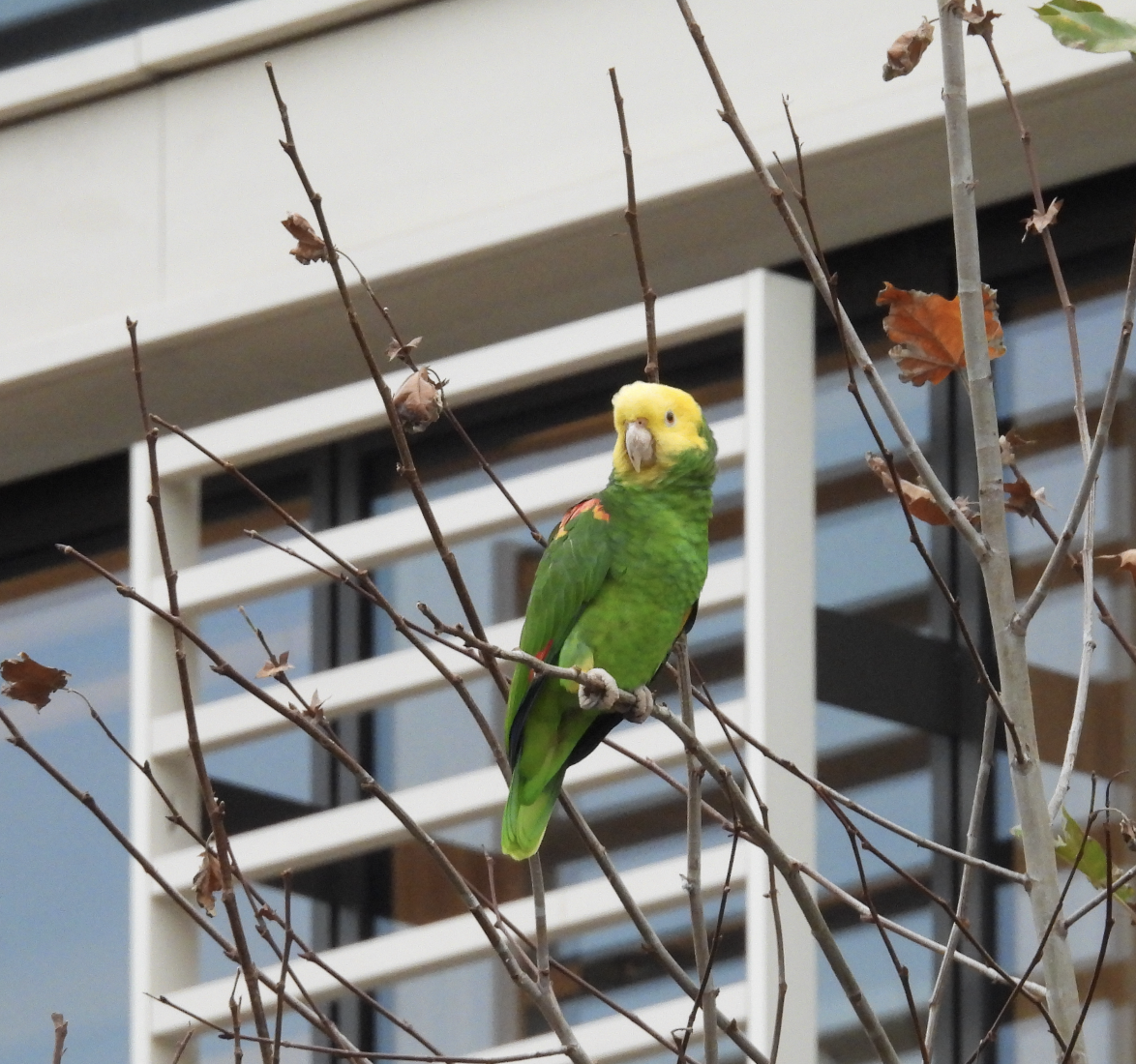 Yellow-headed Amazon - ML647453704