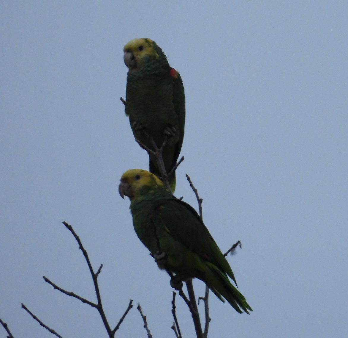 Yellow-headed Amazon - ML647453705