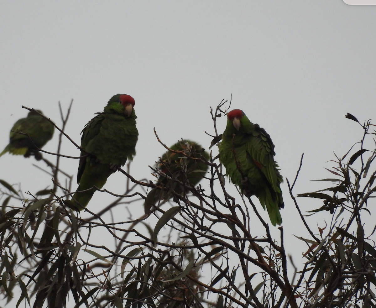 Red-crowned Amazon - ML647453725