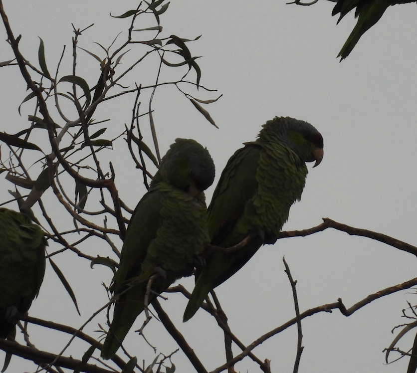 Lilac-crowned Amazon - ML647453727