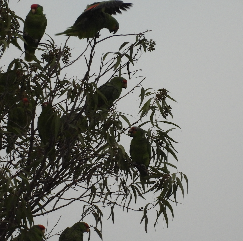 Red-lored Amazon - ML647453730