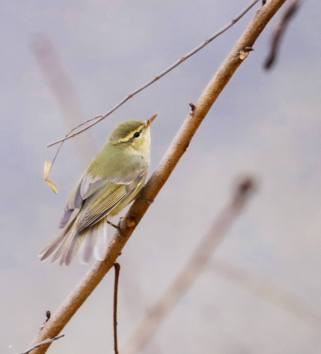 Вівчарик жовточеревий - ML647453732