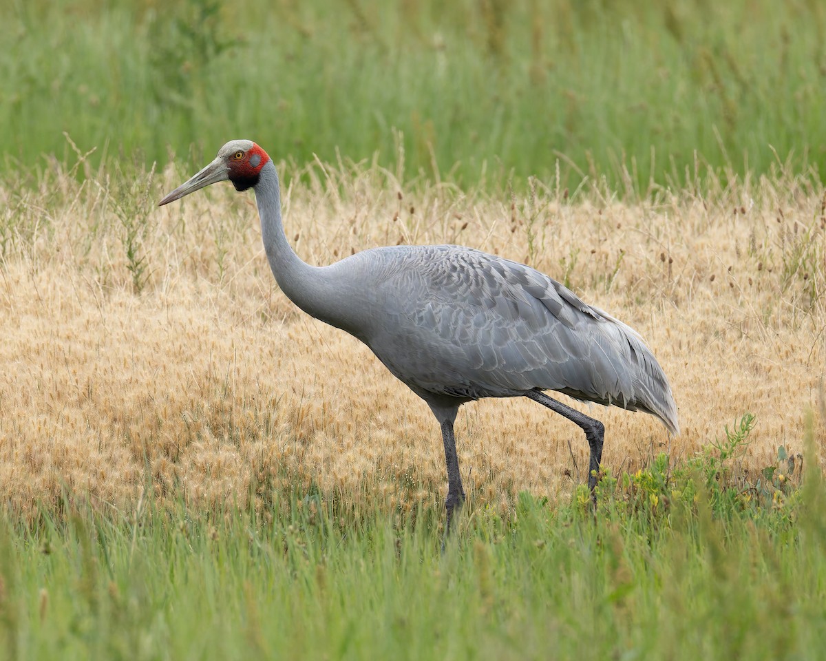 Brolga - ML647453737