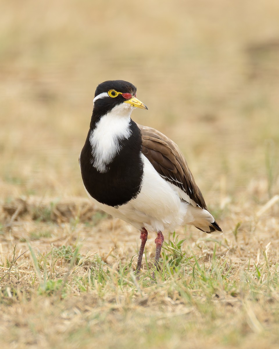 Banded Lapwing - ML647453740