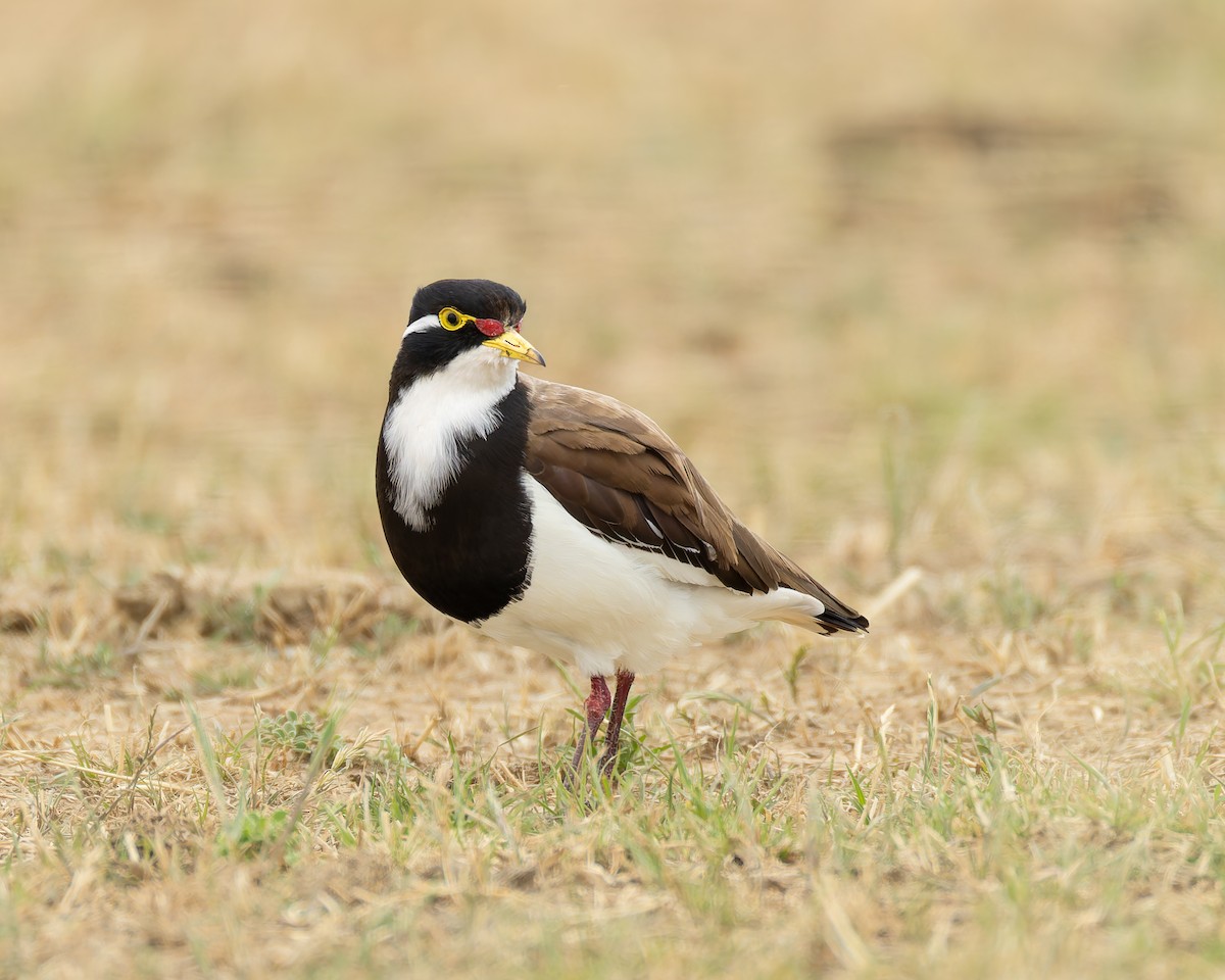 Banded Lapwing - ML647453741