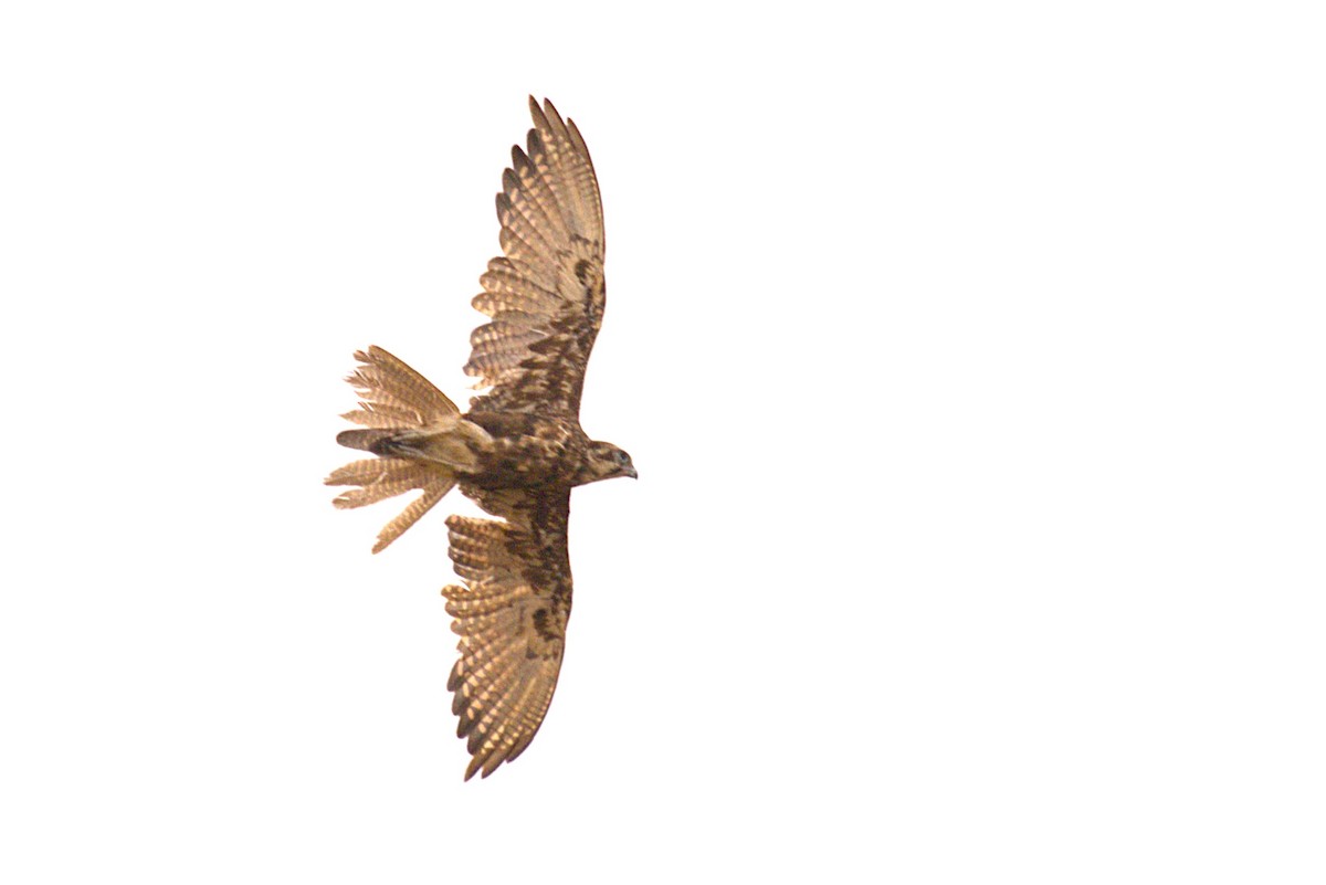 Brown Falcon - ML647453745