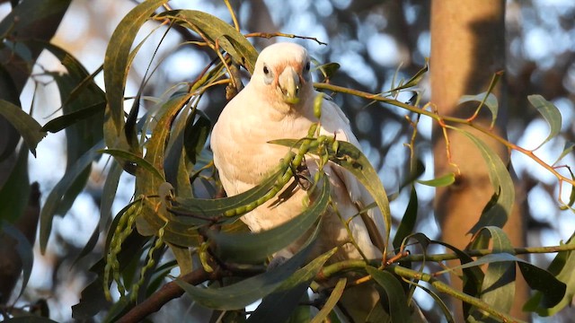 kakadu naholící - ML647453750