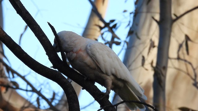 kakadu ostrozobý - ML647453757