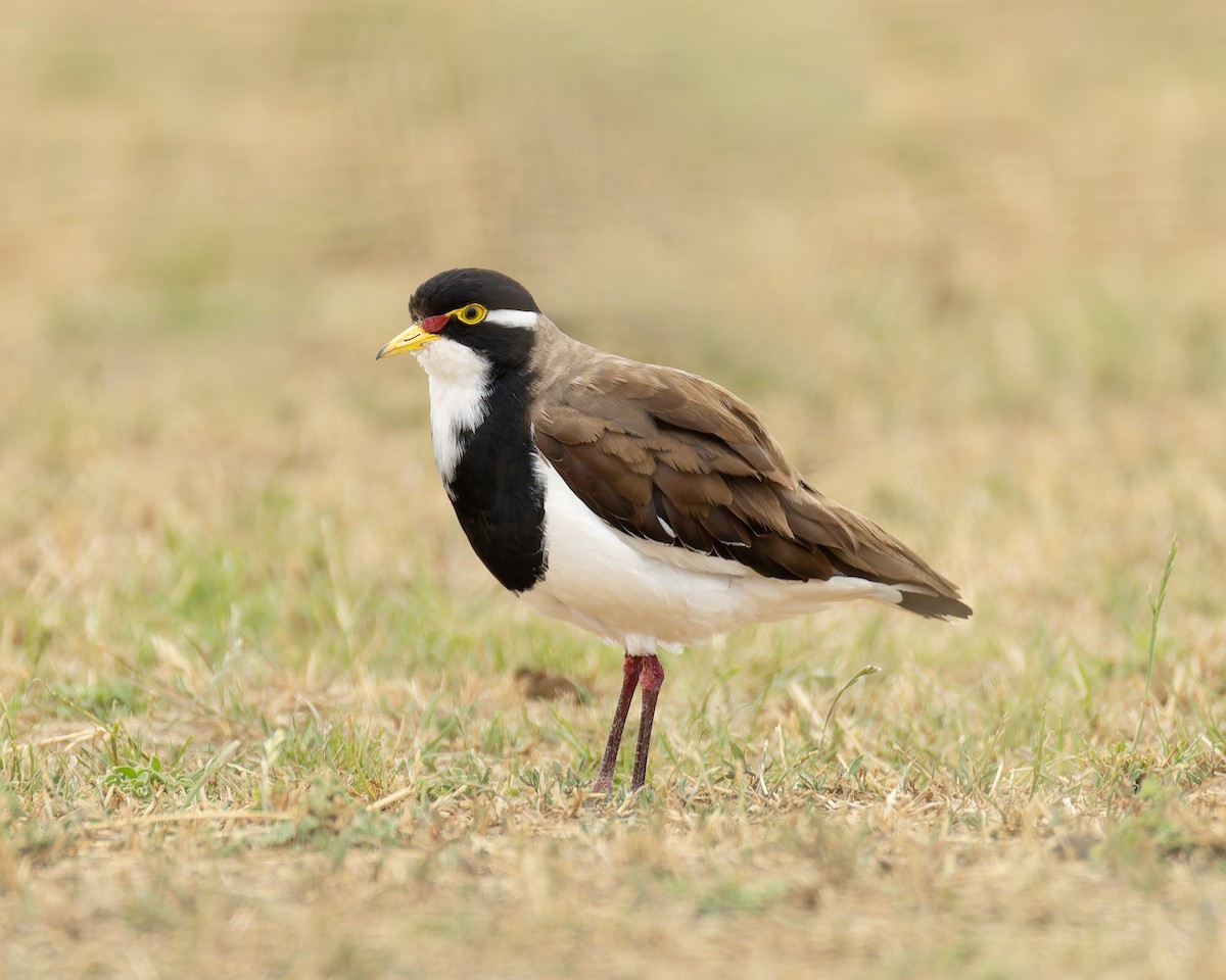 Banded Lapwing - ML647453764