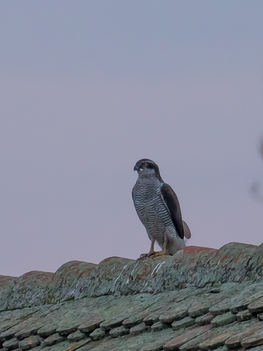 jestřáb lesní - ML647453768