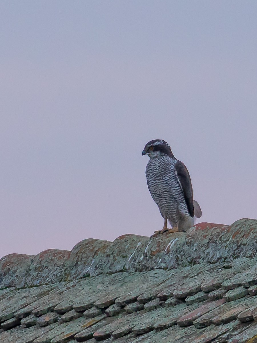 jestřáb lesní - ML647453769