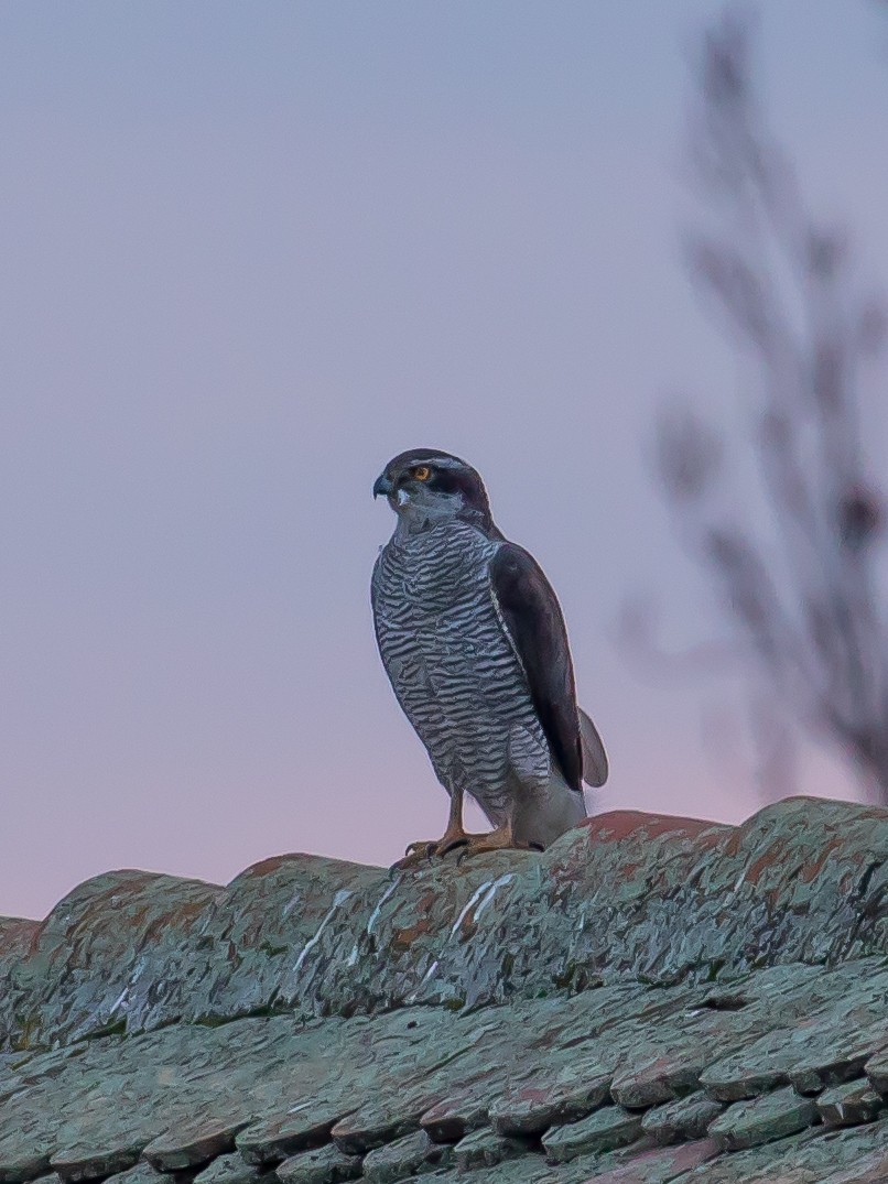 jestřáb lesní - ML647453770