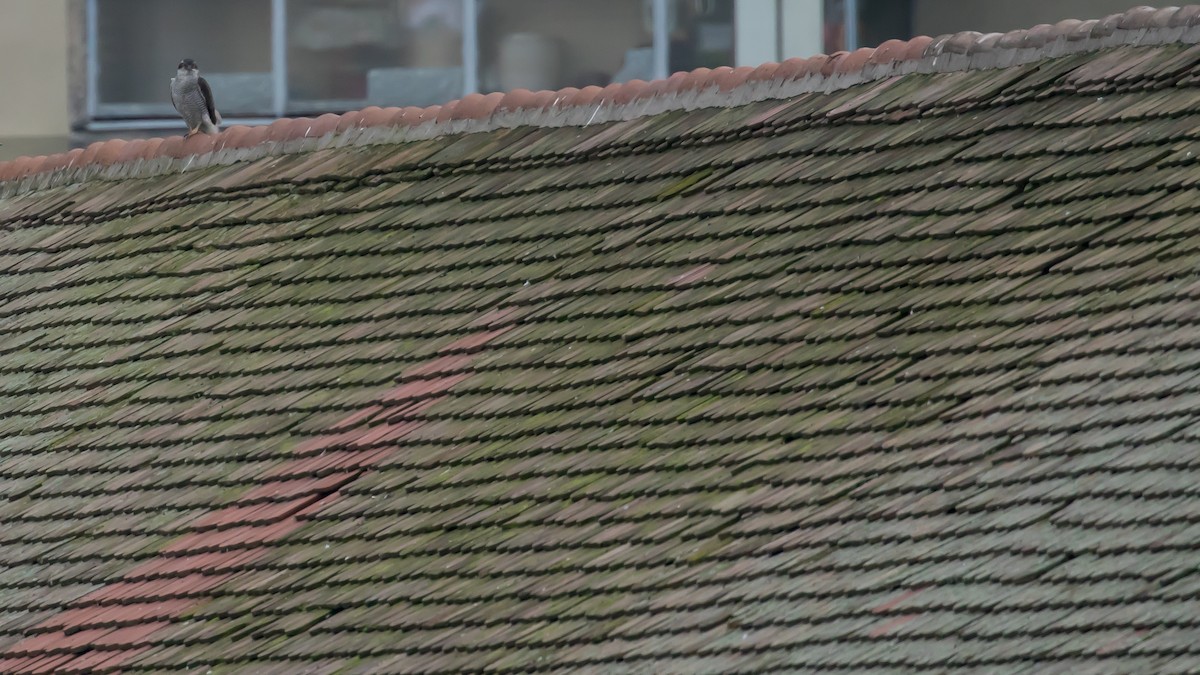 jestřáb lesní - ML647453772