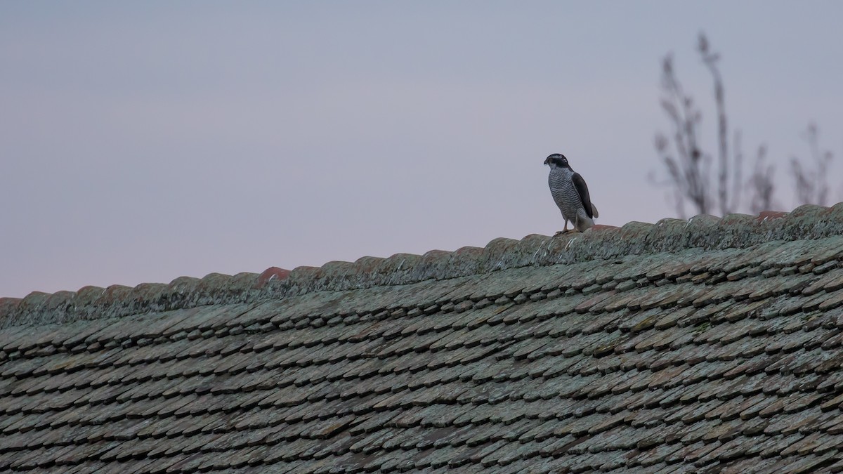 jestřáb lesní - ML647453773