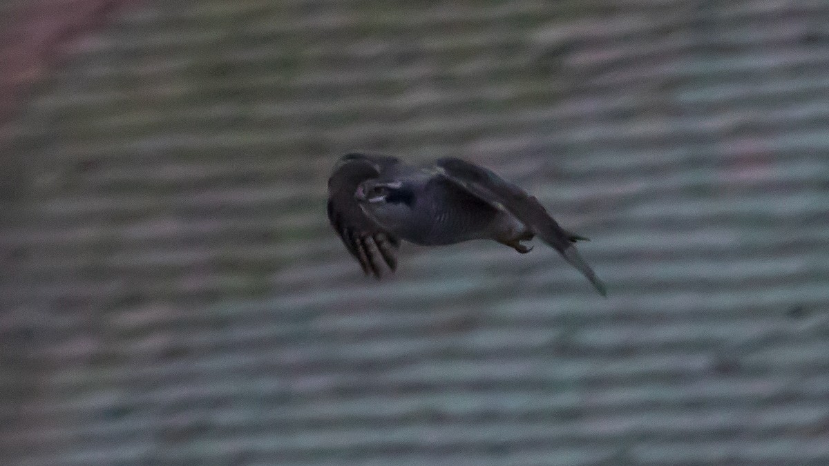 jestřáb lesní - ML647453775