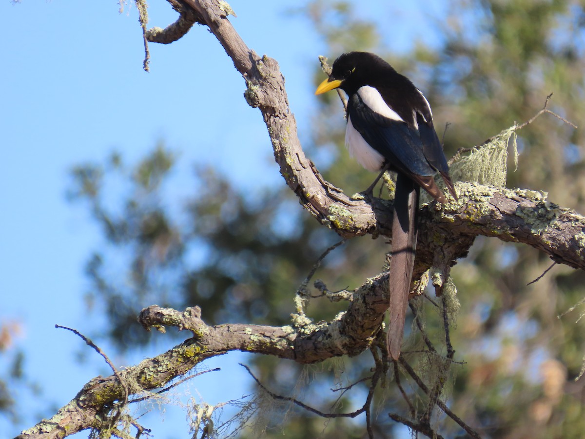 Yellow-billed Magpie - ML647453786