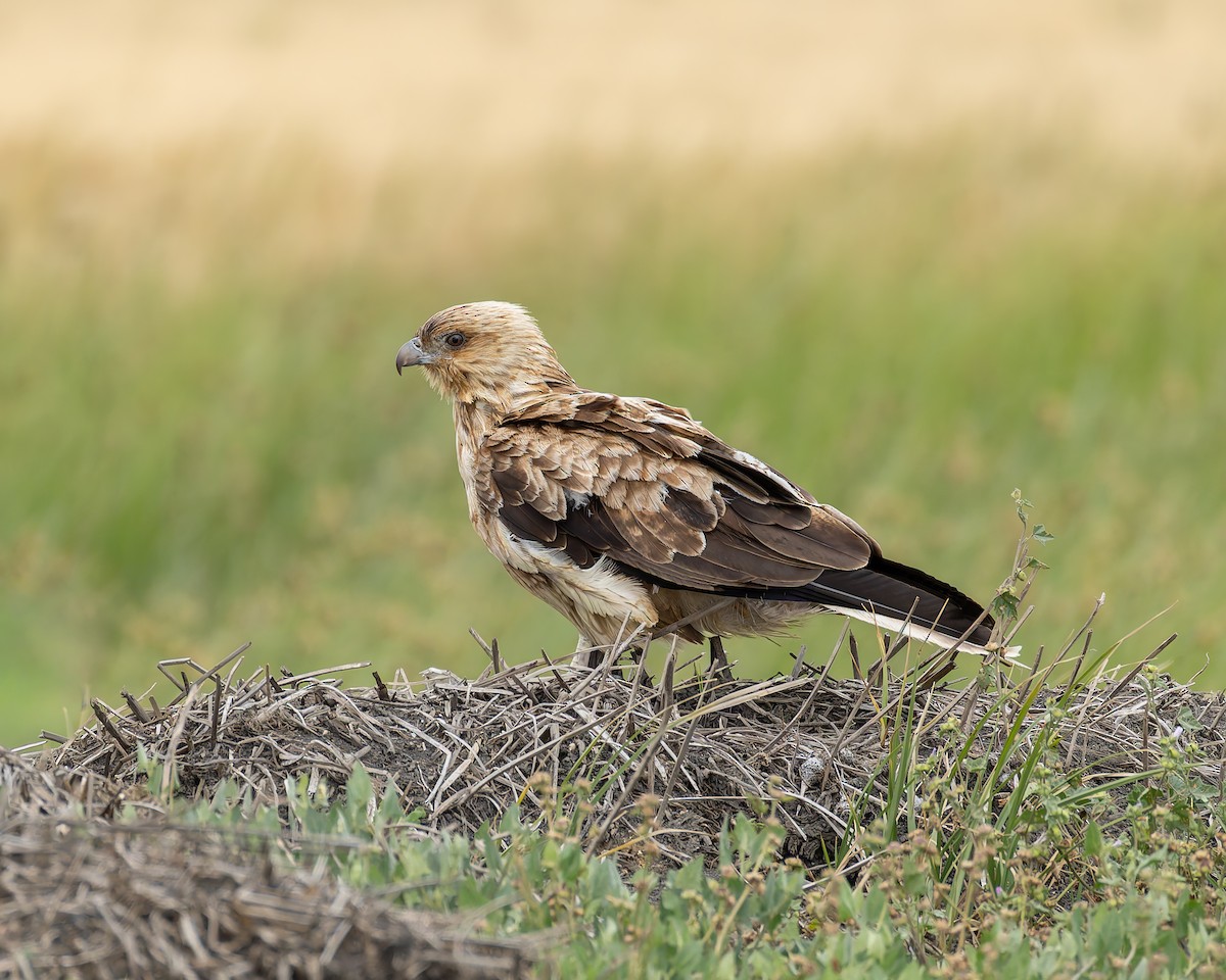 Whistling Kite - ML647453793
