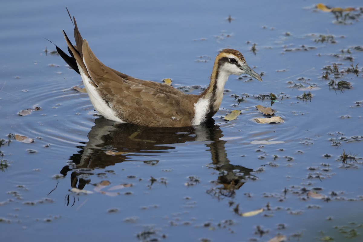 Jacana à longue queue - ML647453796