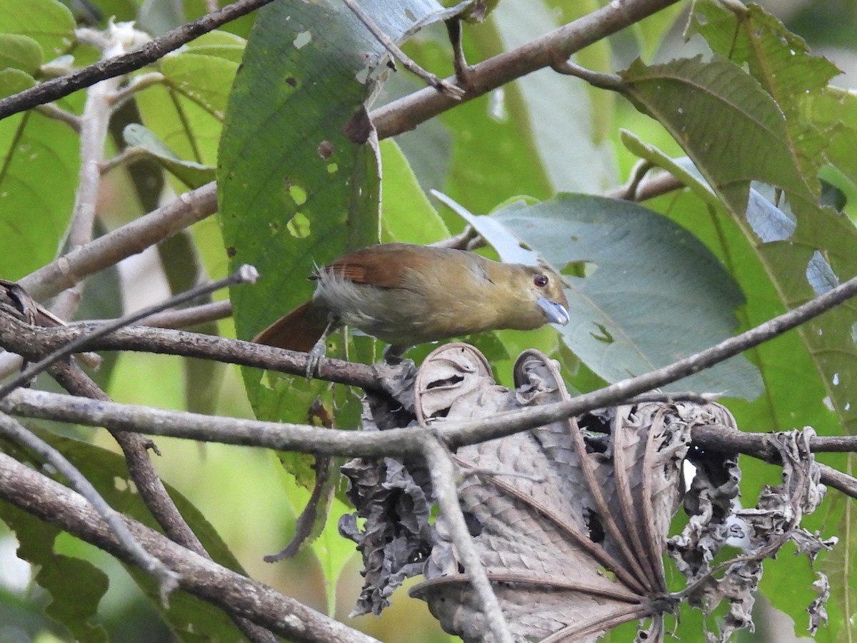 Russet Antshrike - ML647453798