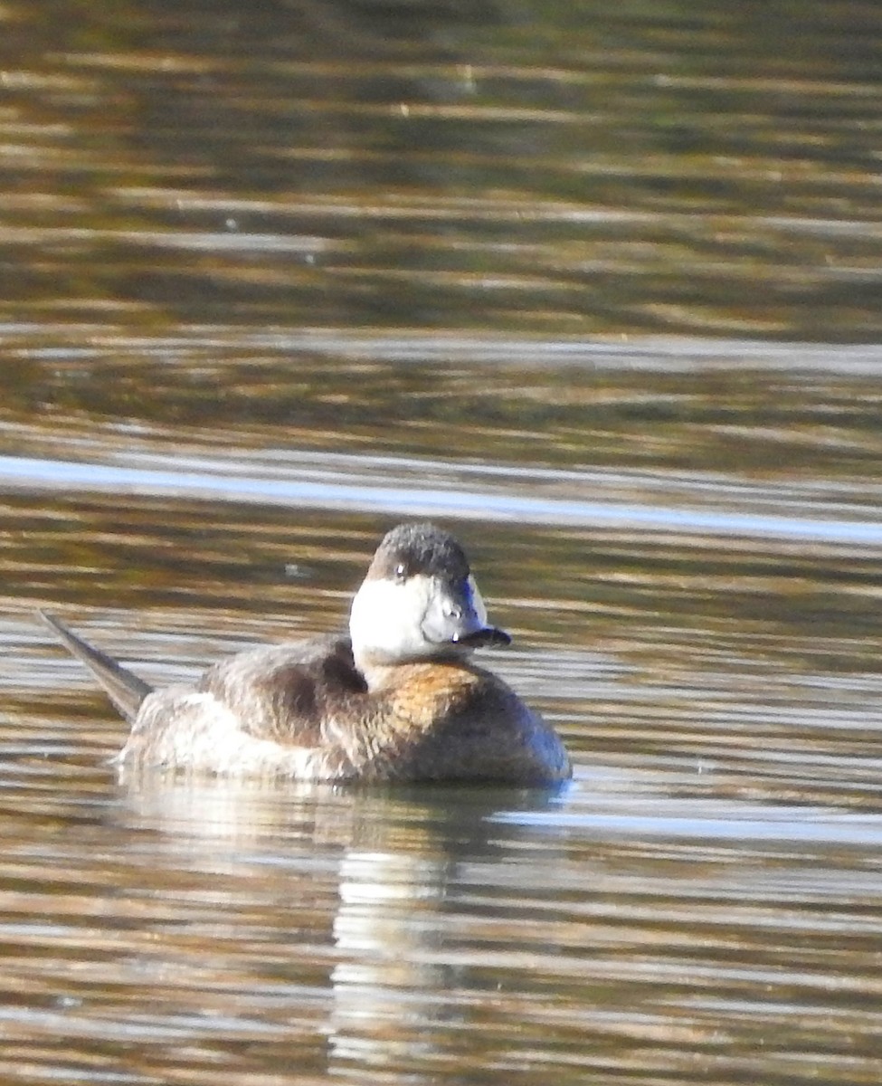 Ruddy Duck - ML647453805