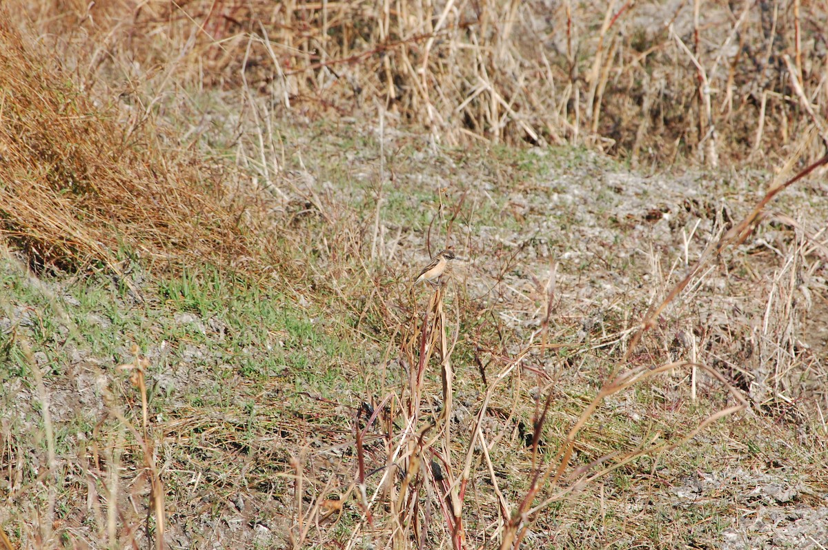 bramborníček sibiřský - ML647453806