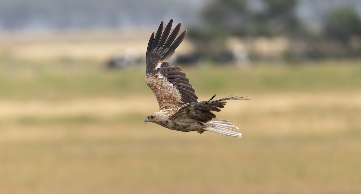 Whistling Kite - ML647453808