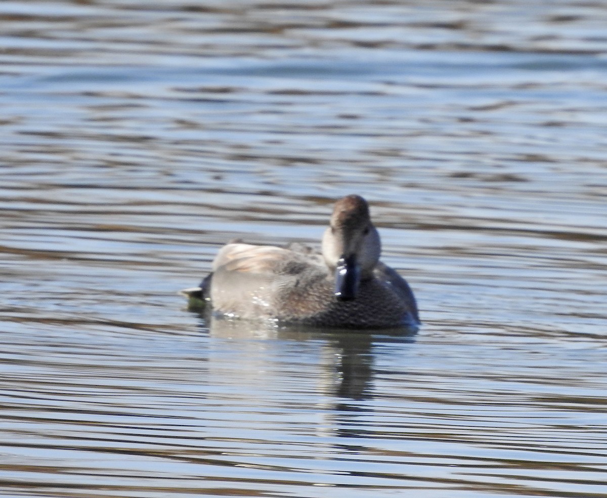 Gadwall - ML647453809