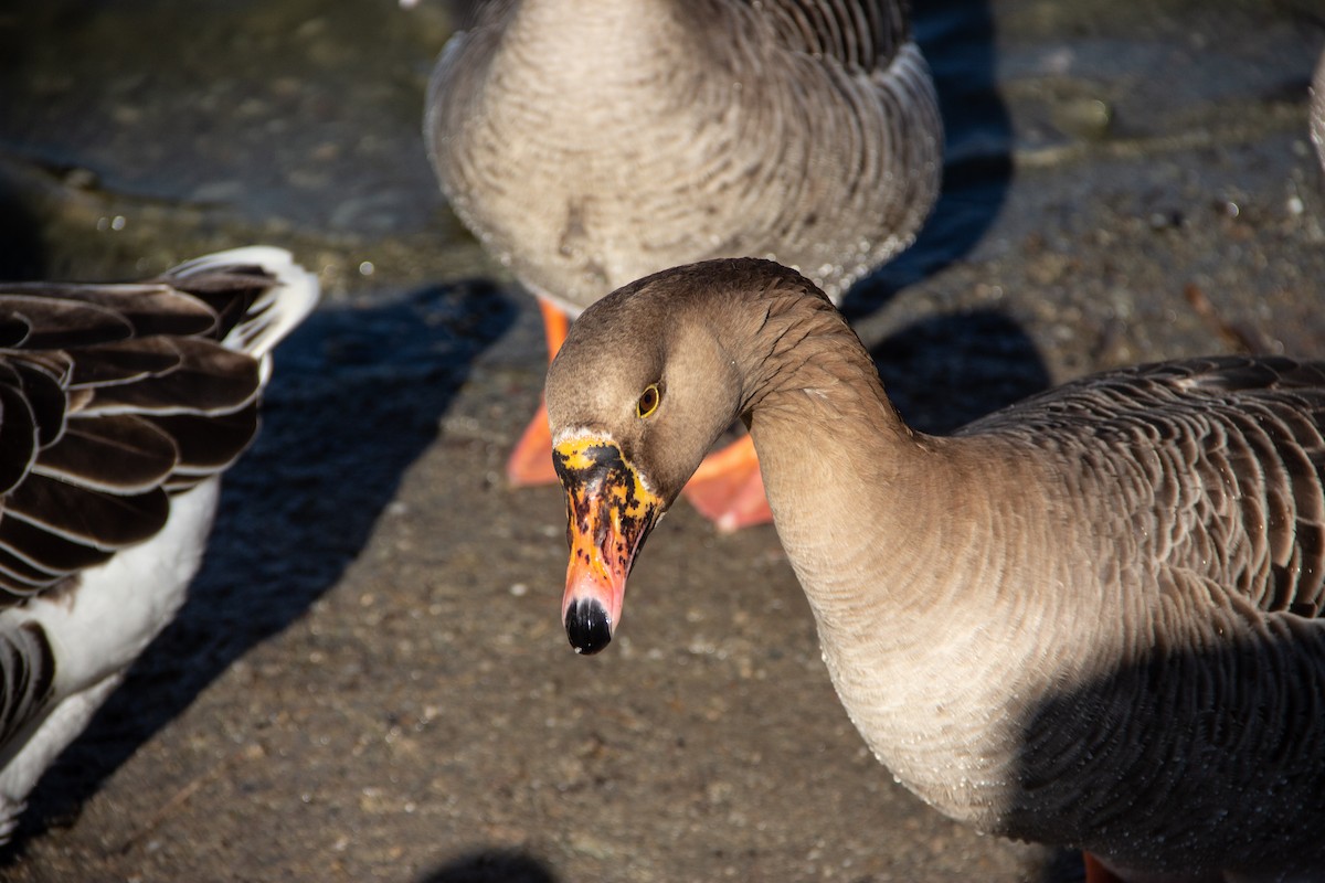 Oca selvatica - ML647453810