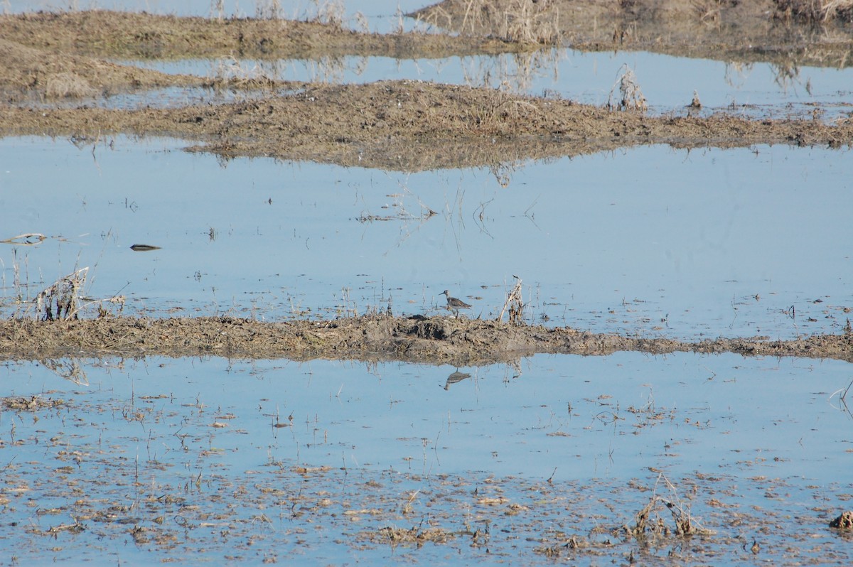 vodouš bahenní - ML647453811