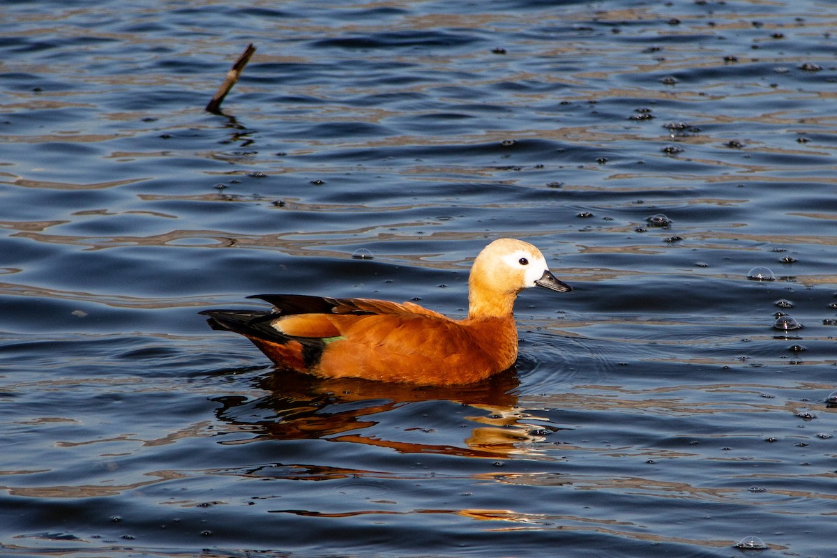 Casarca - ML647453813