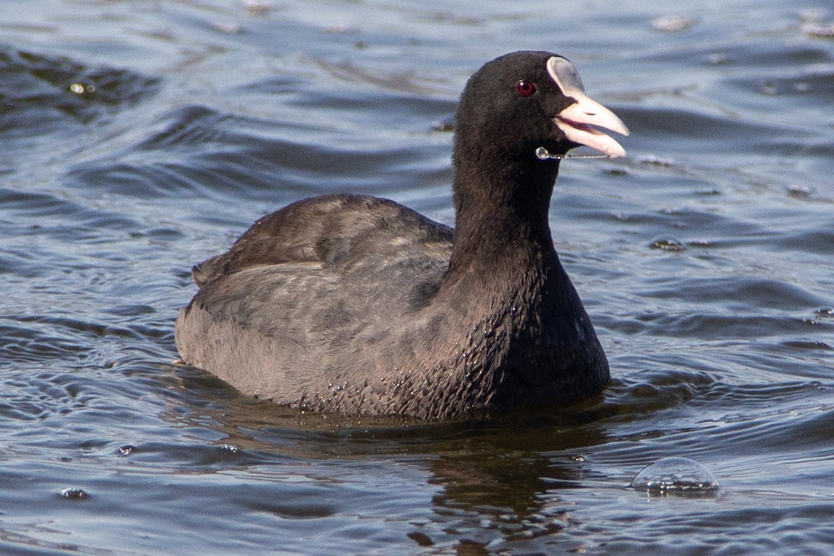 Folaga - ML647453814