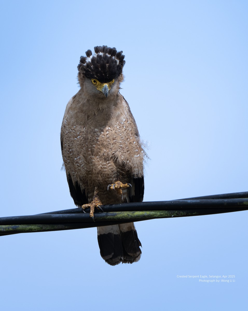 Culebrera Chiíla - ML647453819