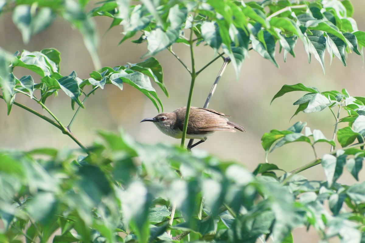 Purple-rumped Sunbird - ML647453822