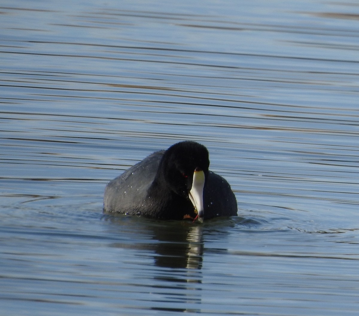 American Coot - ML647453825