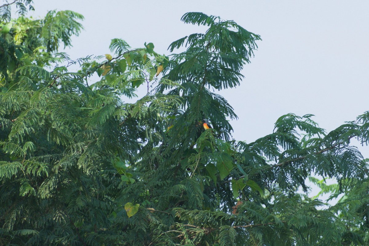 Zwergmennigvogel - ML647453847