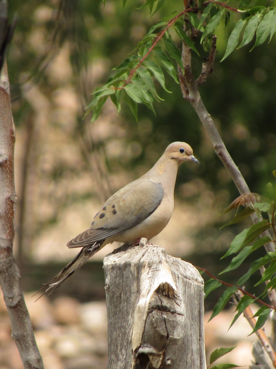 Mourning Dove - ML647453867