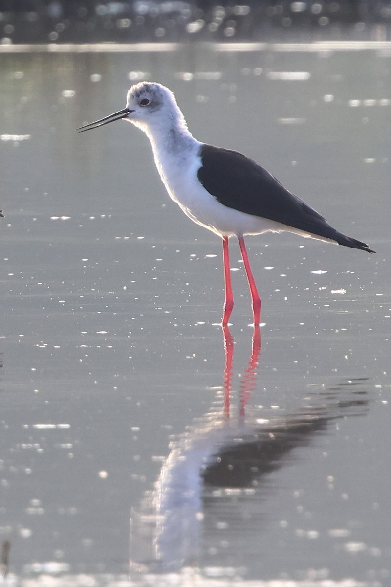 Black-winged Stilt - ML647453876