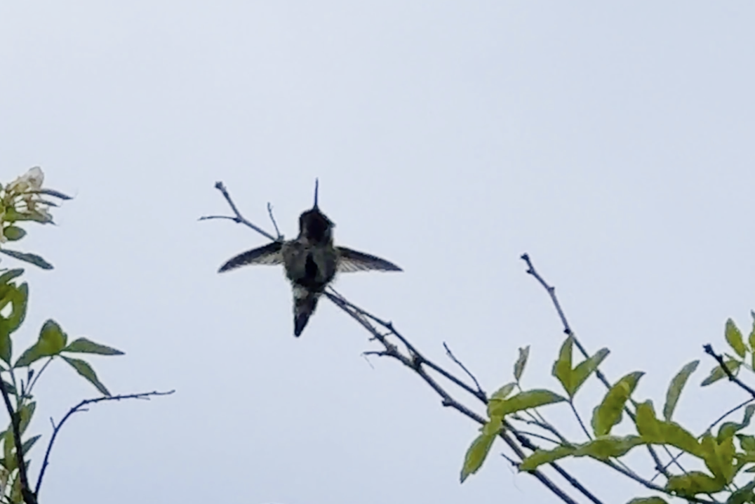 Anna's Hummingbird - ML647453888
