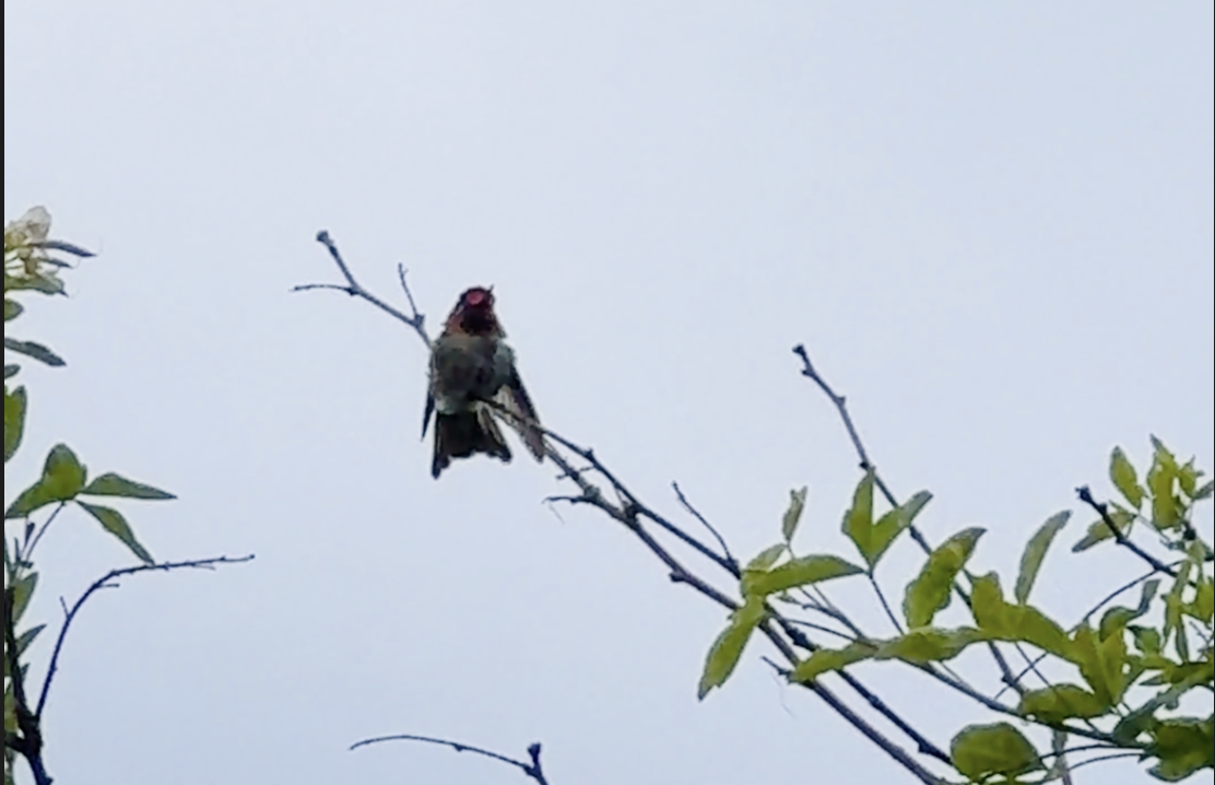Anna's Hummingbird - ML647453890