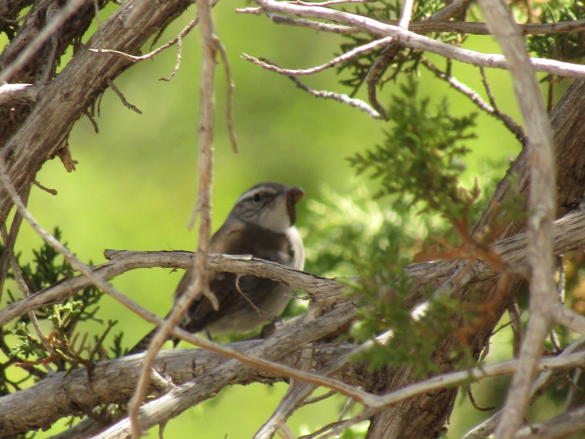 Troglodyte de Bewick - ML647453892
