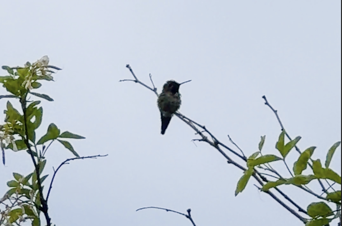 Anna's Hummingbird - ML647453893