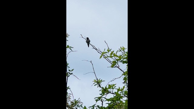 Anna's Hummingbird - ML647453896