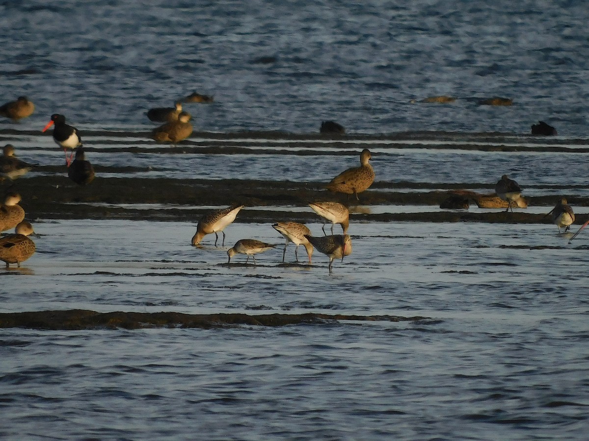 Bécasseau maubèche - ML647453902