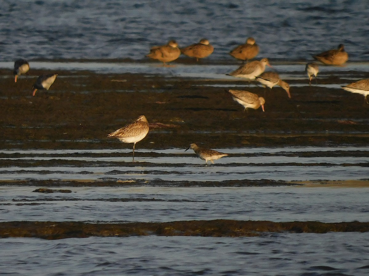 Bécasseau maubèche - ML647453903